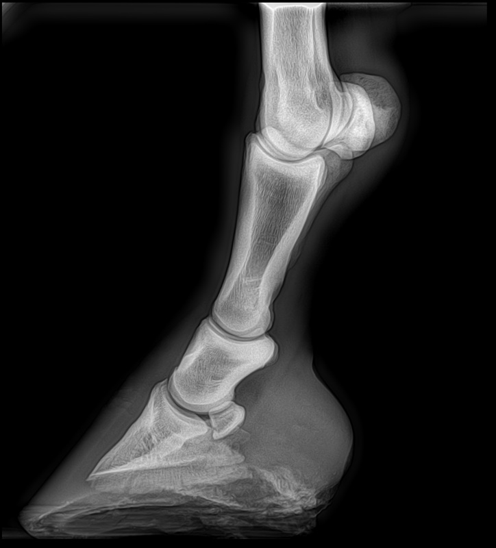 Lab 4 Equine Nerve Blocks